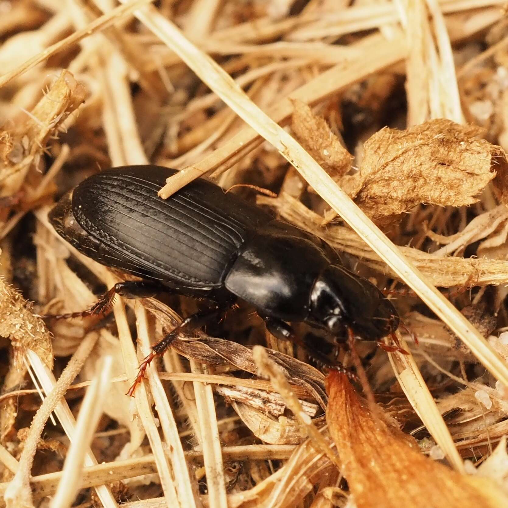 Image of Harpalus (Harpalus) tardus (Panzer 1796)