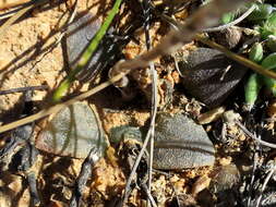 Haworthia bayeri J. D. Venter & S. A. Hammer resmi