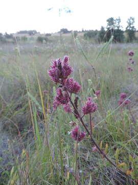 Image of Aeollanthus engleri Briq.