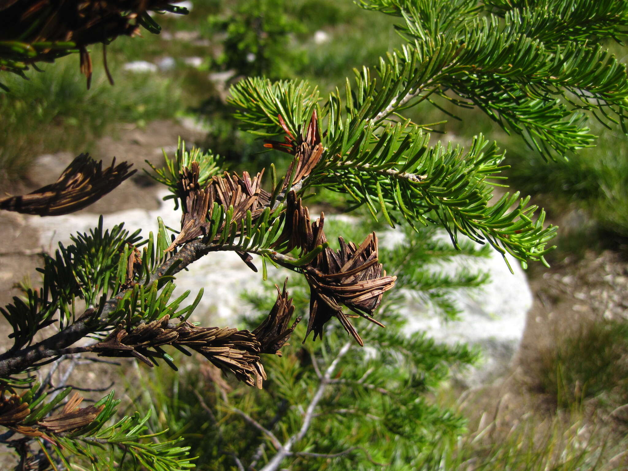 Image of Brown Felt Blight