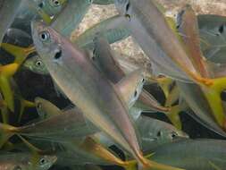Image of Yellowtail horse mackerel