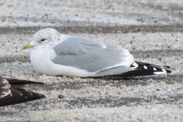 Image of common gull