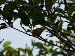 Image of Prairie Warbler