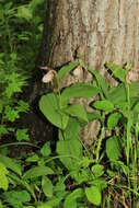 Image of Cypripedium ventricosum Sw.