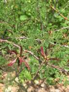 Image of fragrant mimosa