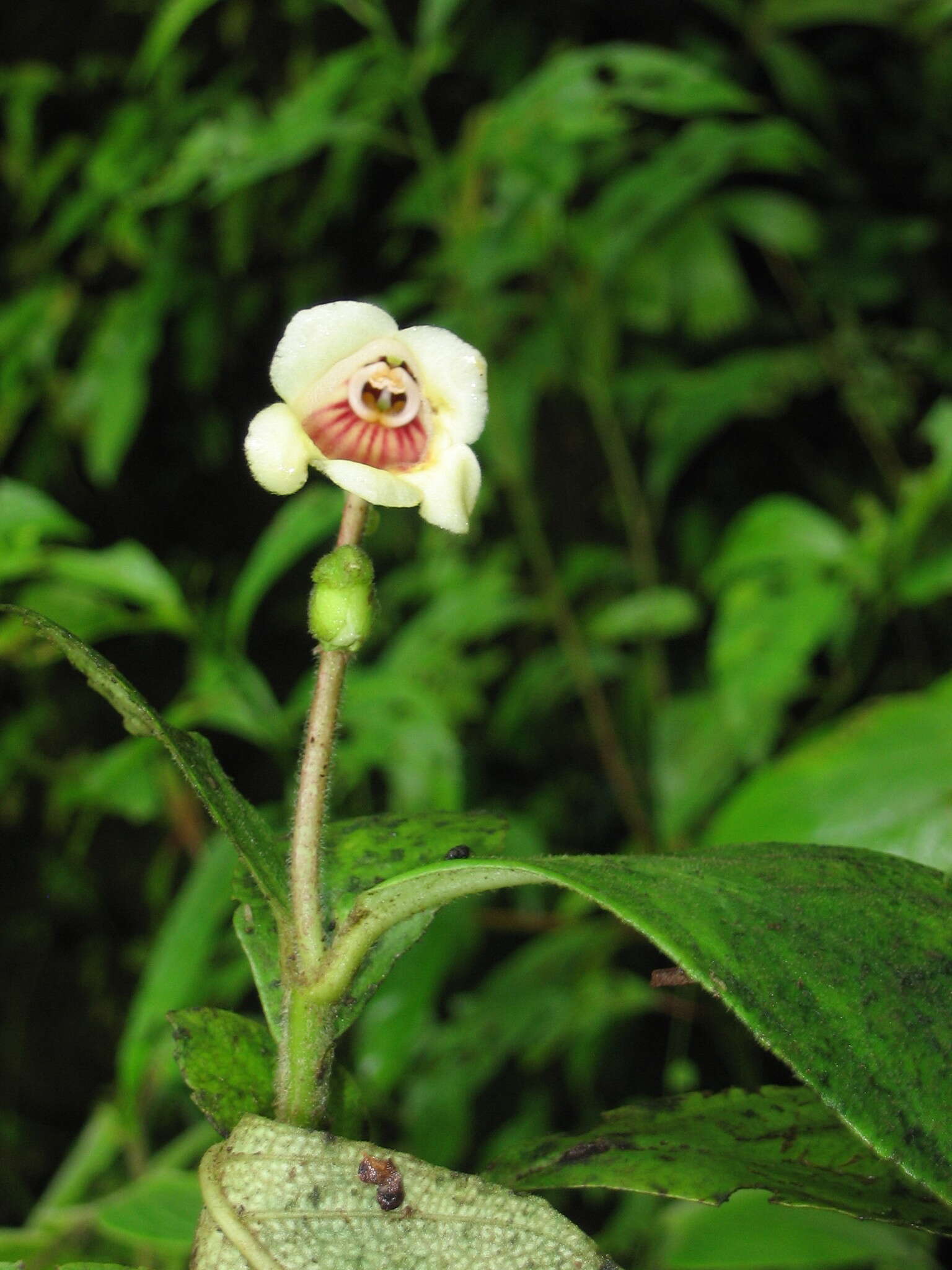 Imagem de Gasteranthus delphinioides (Seem.) Wiehler