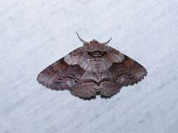 Image of Gray-banded Zale Moth