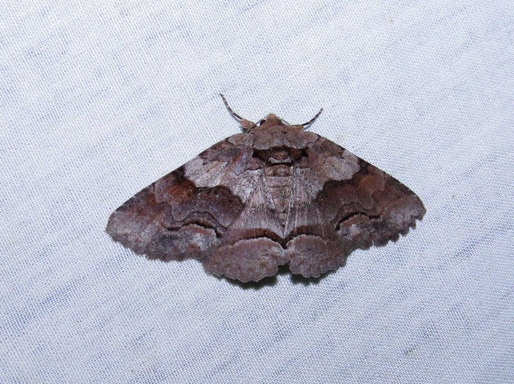 Image of Gray-banded Zale Moth