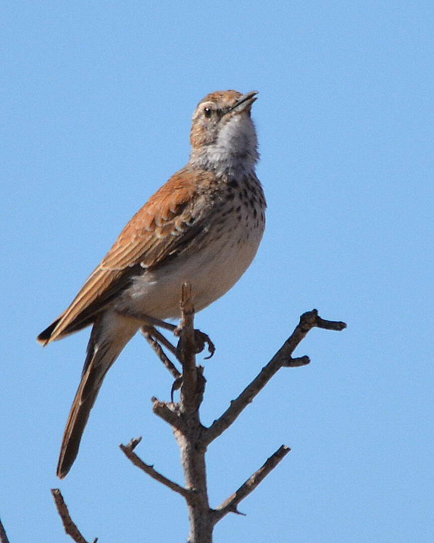 Image of Karoo Long-billed Lark