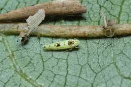 Plancia ëd Limassolla (Limassolla) multipunctata (Matsumura 1920)