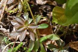 Image of Echeveria goldmanii Rose