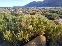 Image of Salicornia littorea (Moss) Piirainen & G. Kadereit