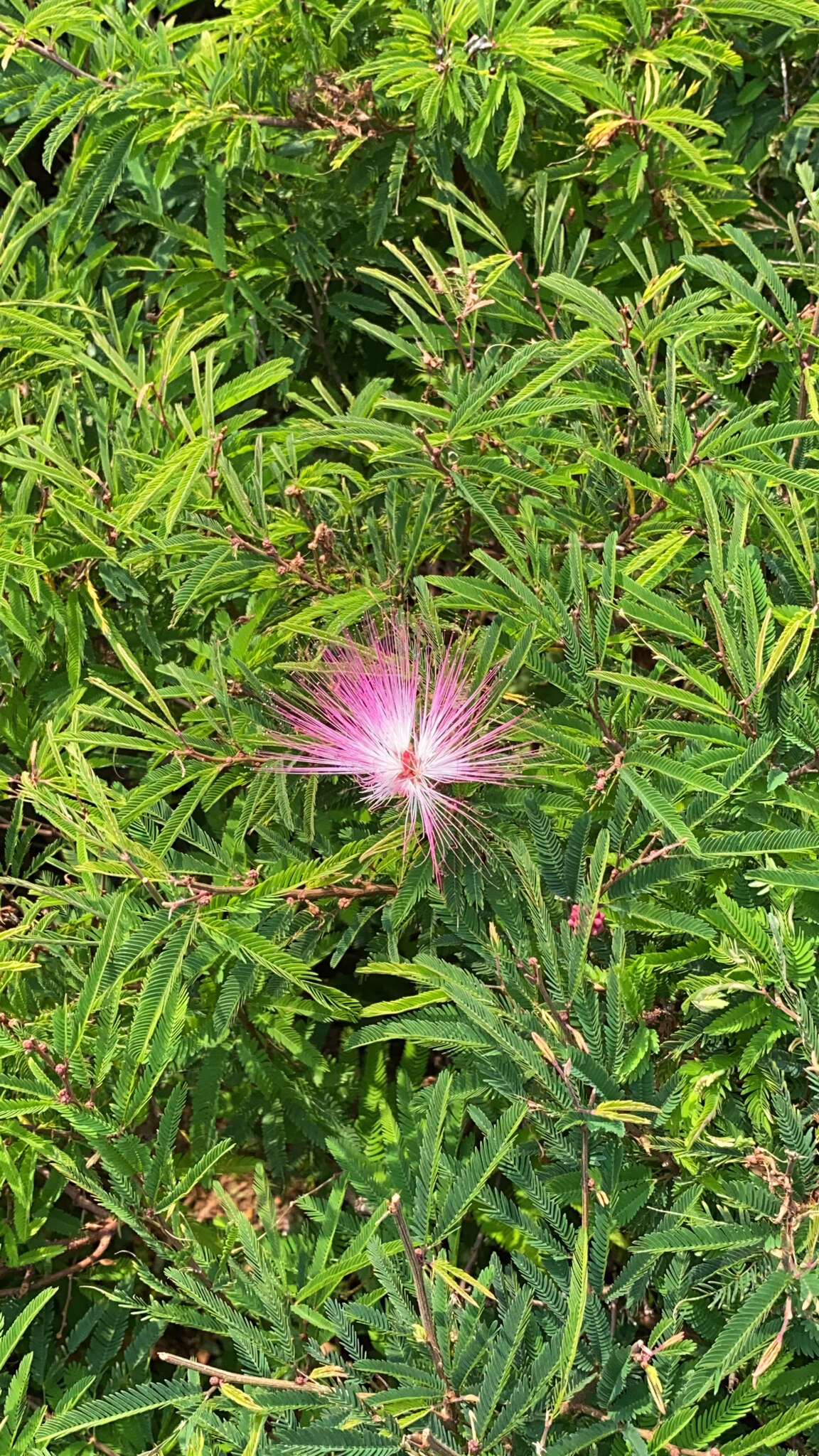 Image of Calliandra riparia Pittier