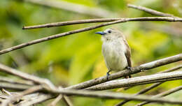 Image of Nilgiri Flowerpecker