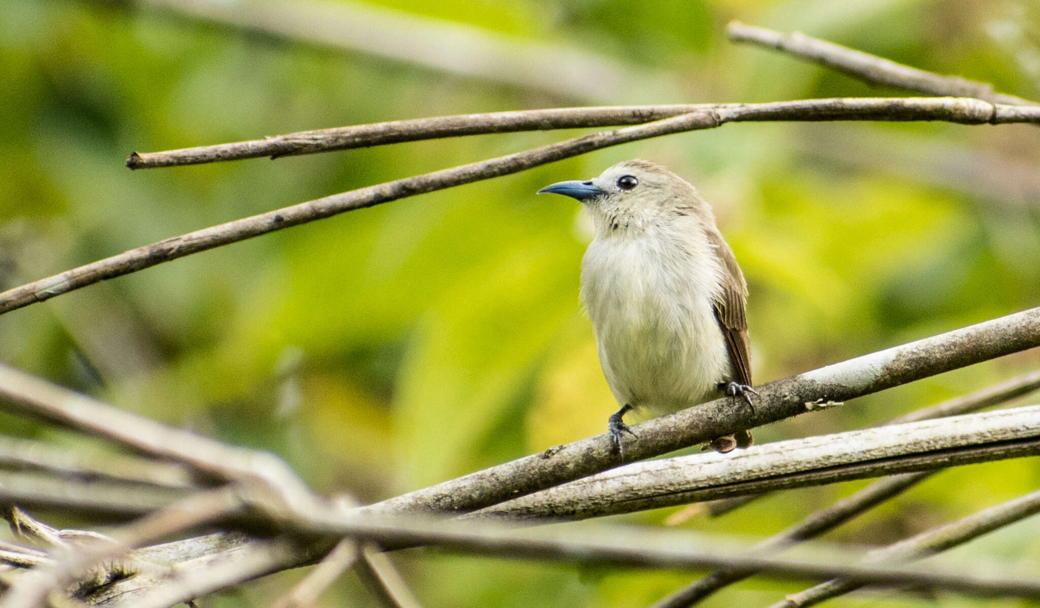 Image of Nilgiri Flowerpecker