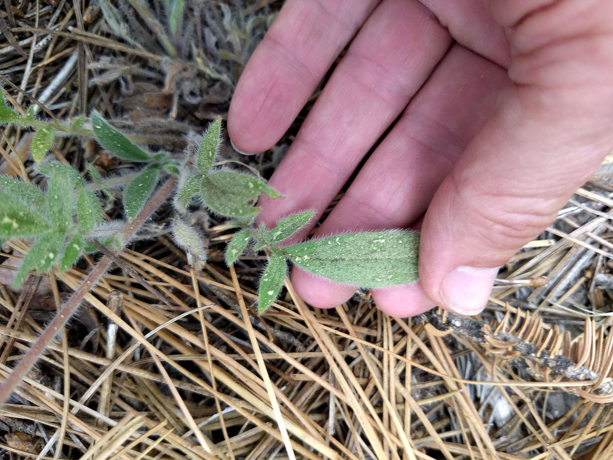 Phacelia mutabilis Greene的圖片