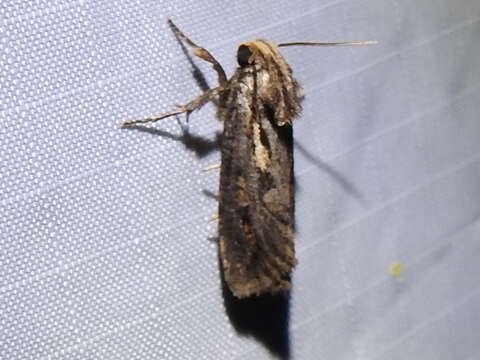 Image of Clemens' Grass Tubeworm Moth