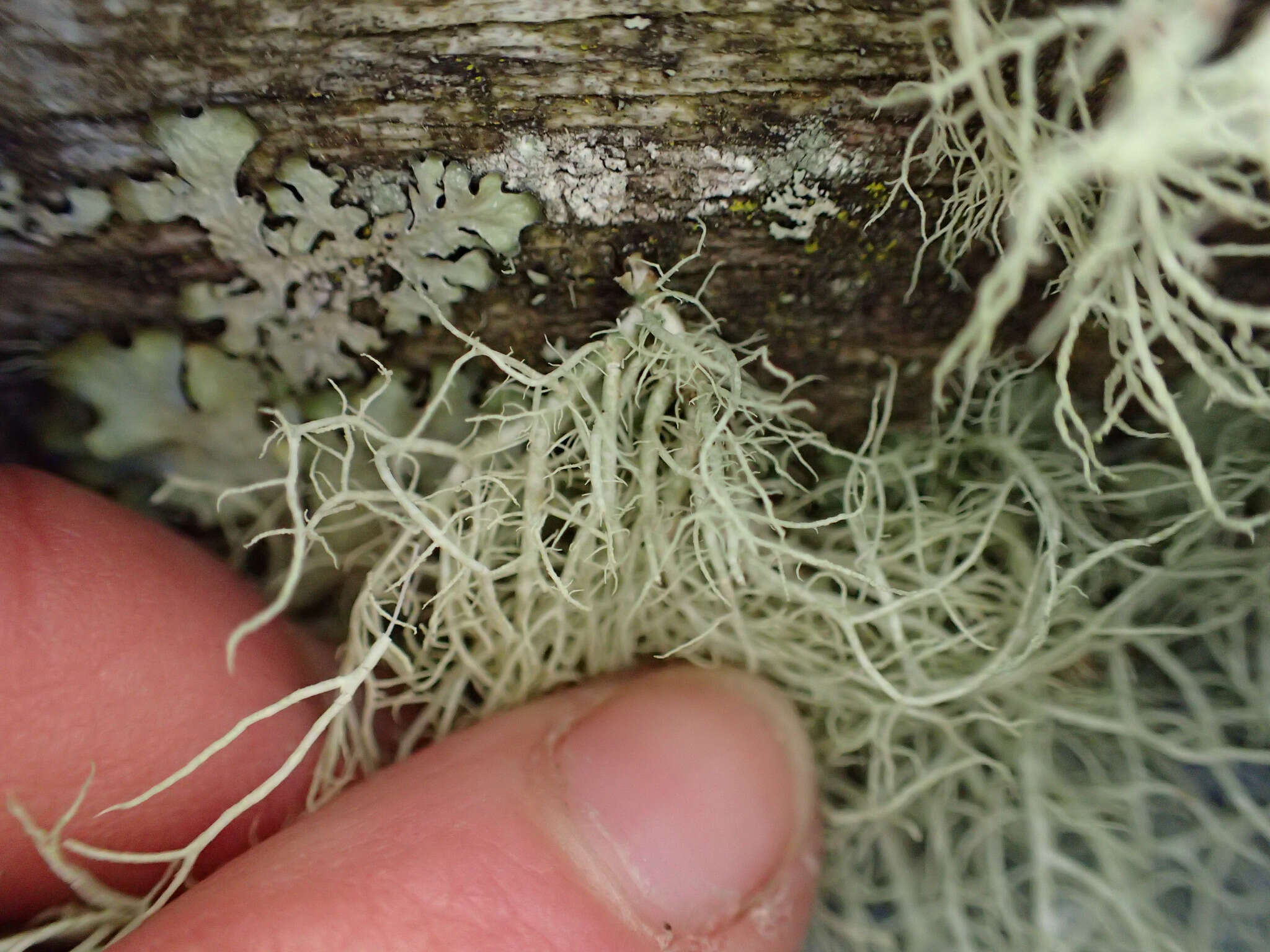 Image of Inflated Beard Lichen