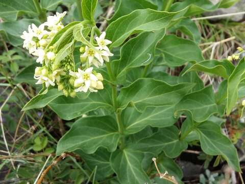 Image of white swallow-wort