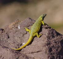 Image of Phymaturus loboi Troncoso-Palacios, Ferri-Yáñez, Laspiur & Aguilar 2019