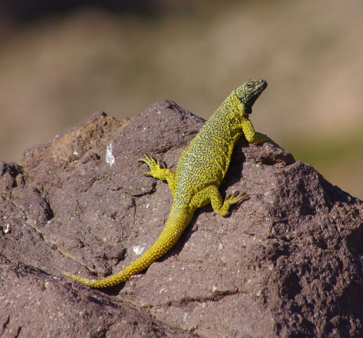 Image of Phymaturus loboi Troncoso-Palacios, Ferri-Yáñez, Laspiur & Aguilar 2019