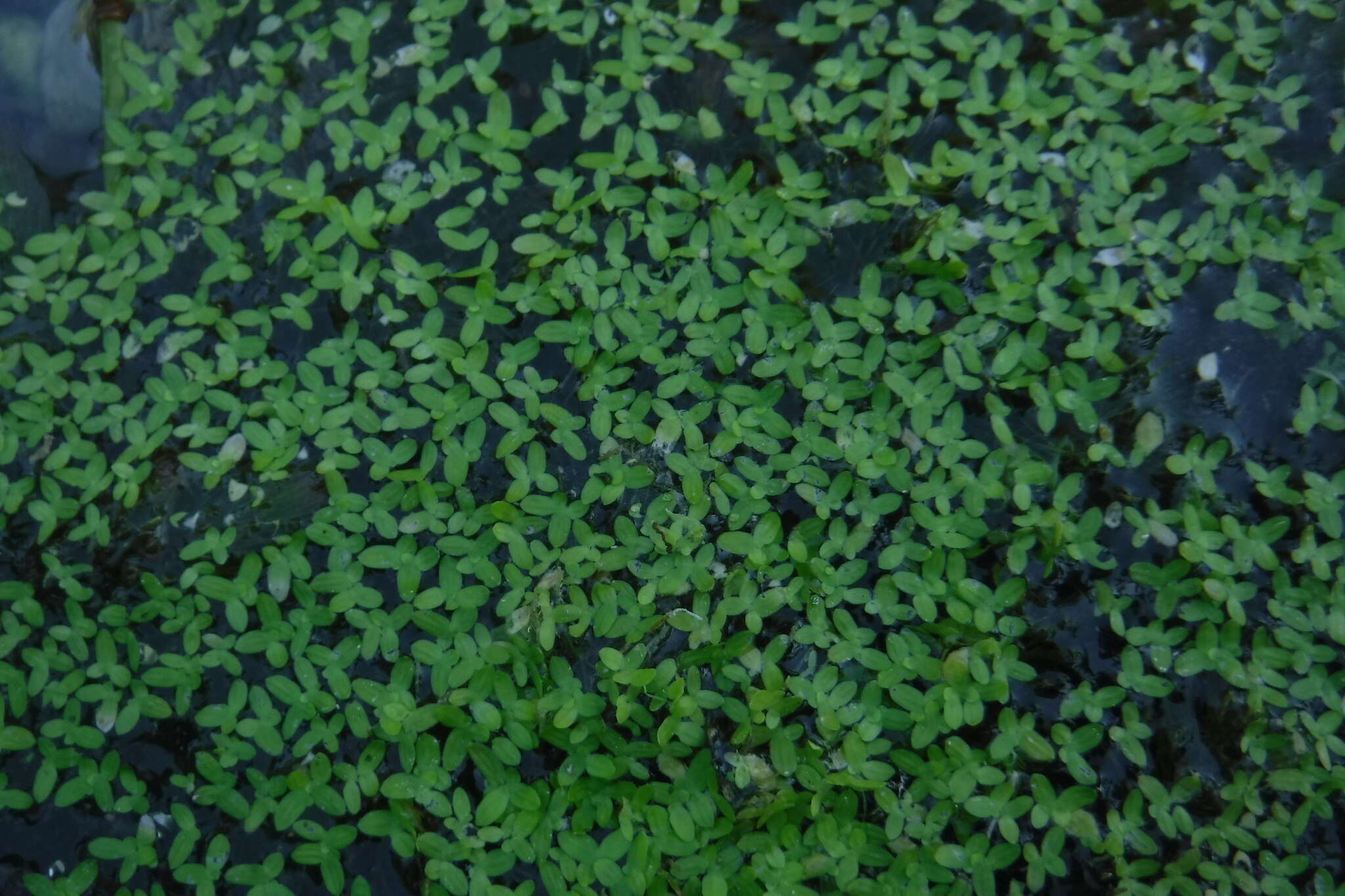 Image of valdivia duckweed