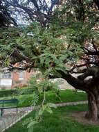 Imagem de Prosopis andicola