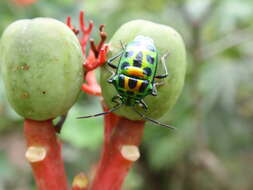 Image of <i>Chrysocoris stockerus</i>