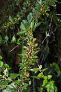 Image of Rhamnus parvifolia Bunge