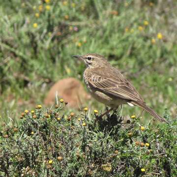 Image of Nicholson's Pipit