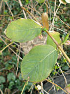 Imagem de Lonicera fragrantissima Lindl. & Paxt.