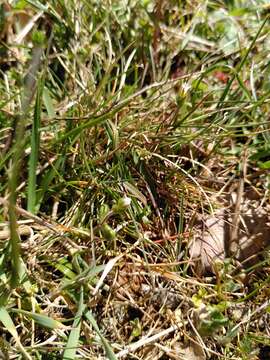 Image of European chickweed