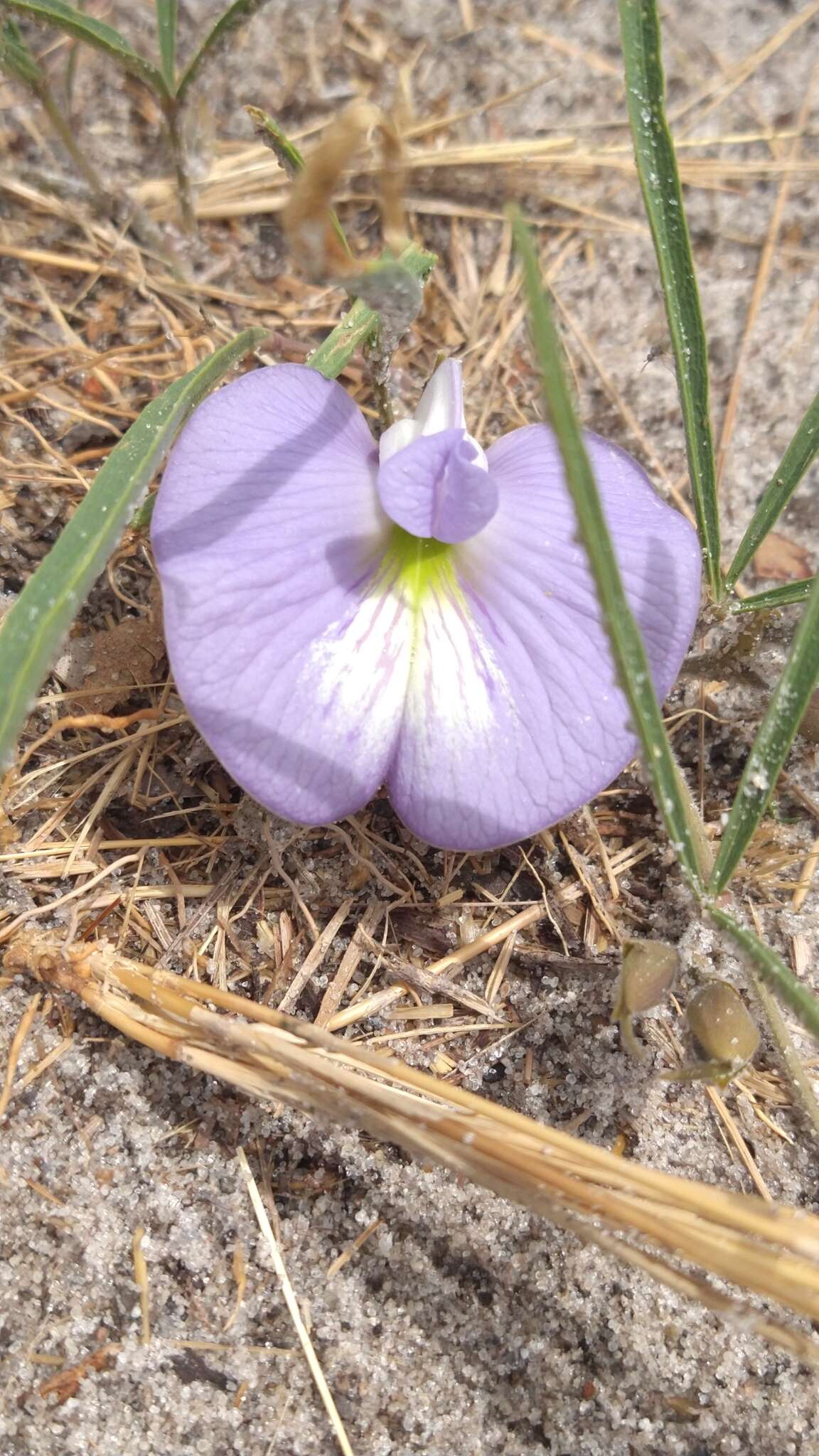 صورة Clitoria guianensis (Aubl.) Benth.