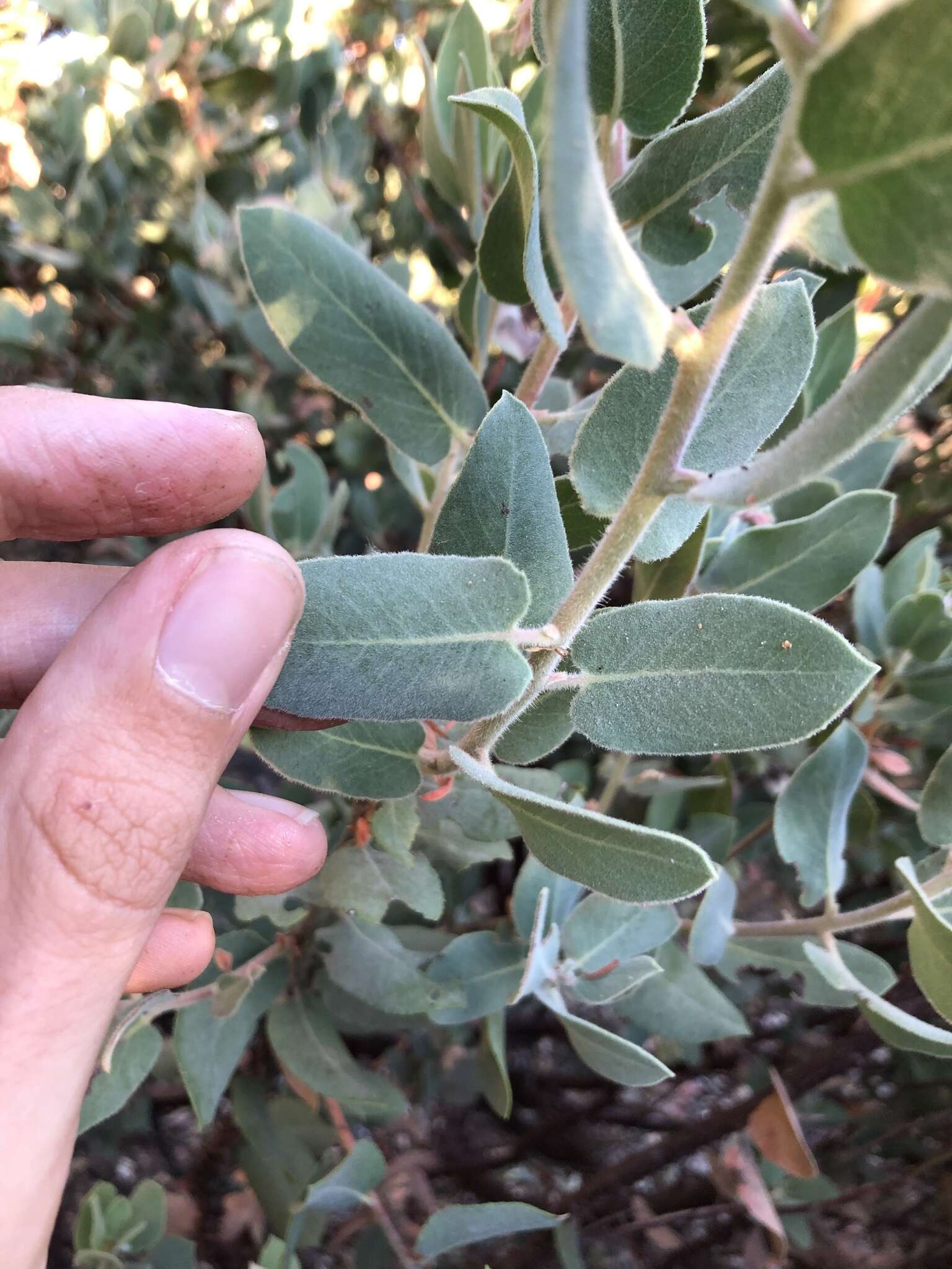 Image of Hoover's manzanita