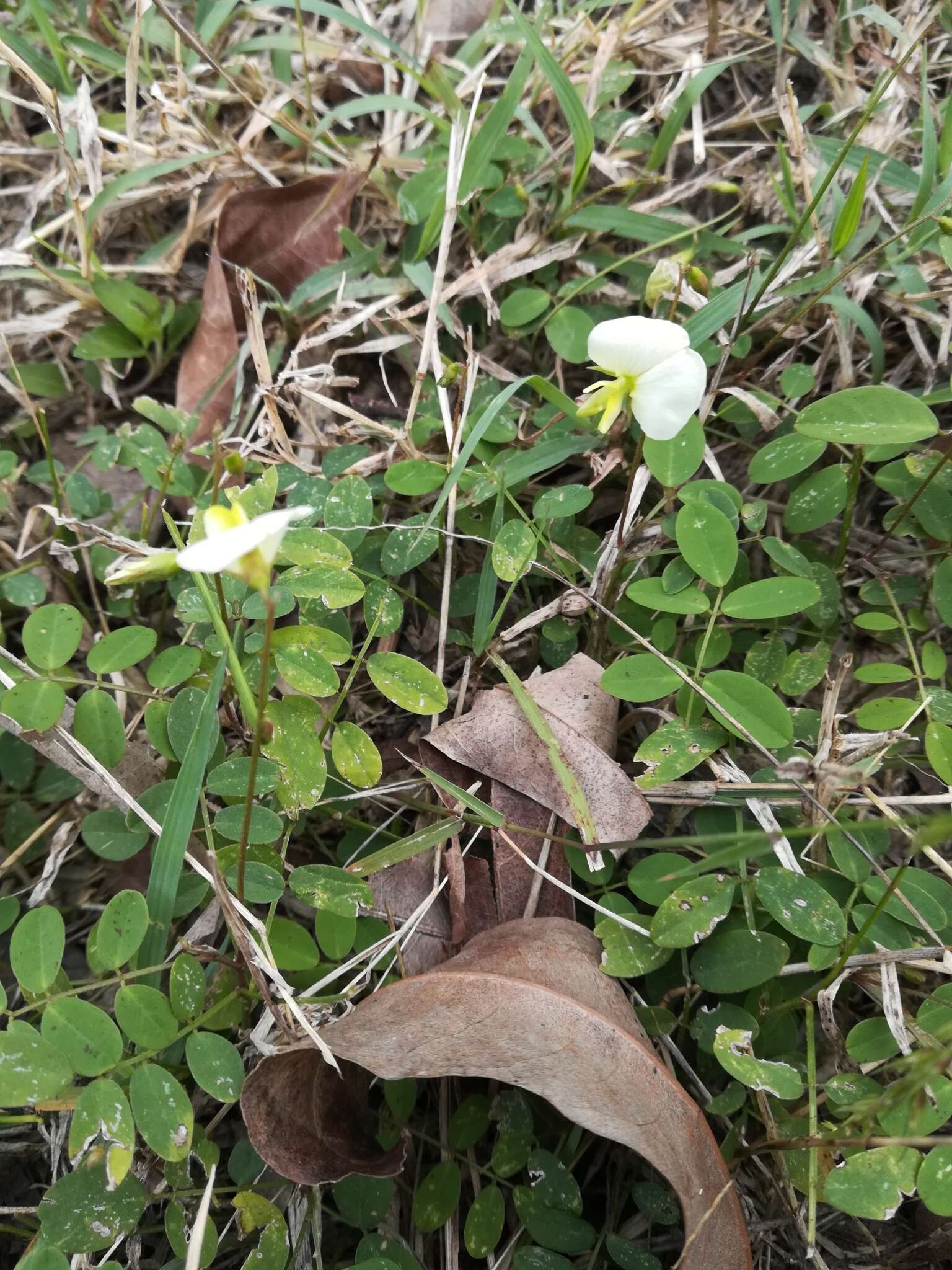 Image of <i>Coursetia greenmanii</i>