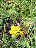 Image of common lomatium