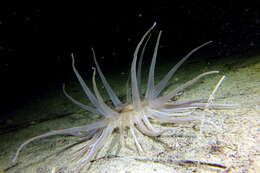 Image of burrowing anemone