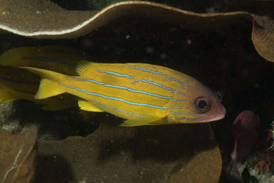 Image of Five-lined snapper