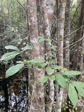 Image of Ogeechee tupelo