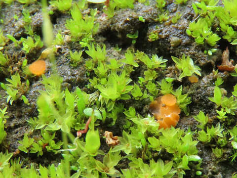 Image of Octospora excipulata (Clem.) Benkert 2008