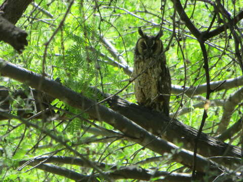 Image of Long-eared Owl