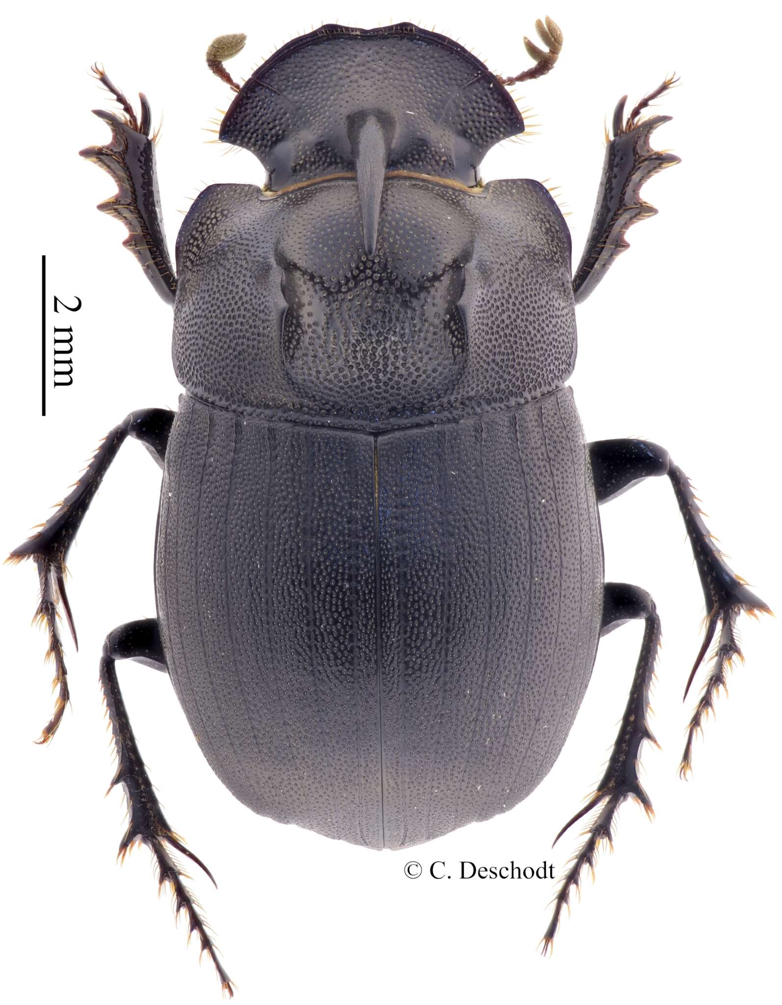 Image de Copris mesacanthus transvaalensis Nguyen-phung 1988