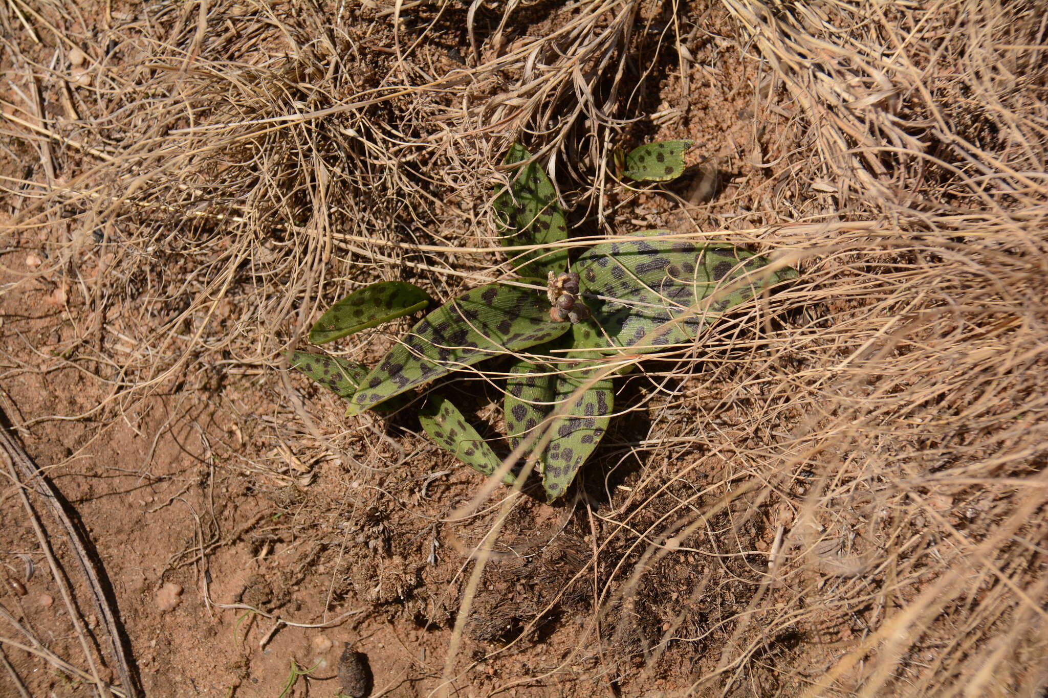 Image of Drimiopsis burkei Baker