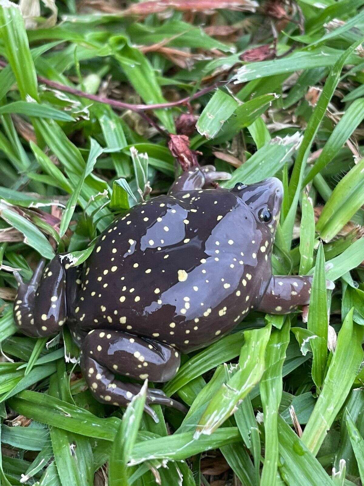 Image of Spotted Burrowing Frog