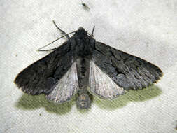 Image of Dark Grey Fishia Moth
