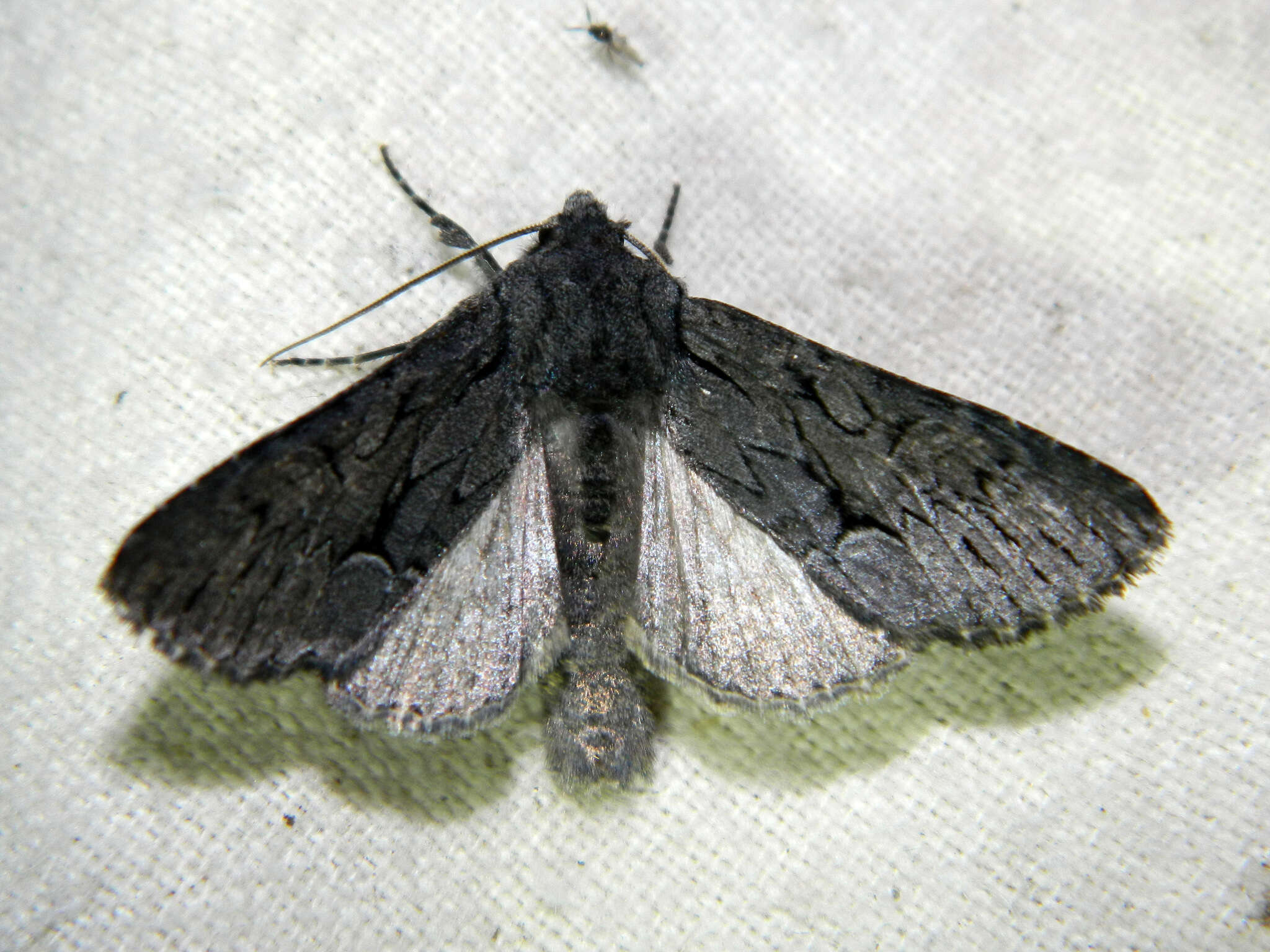 Image of Dark Grey Fishia Moth