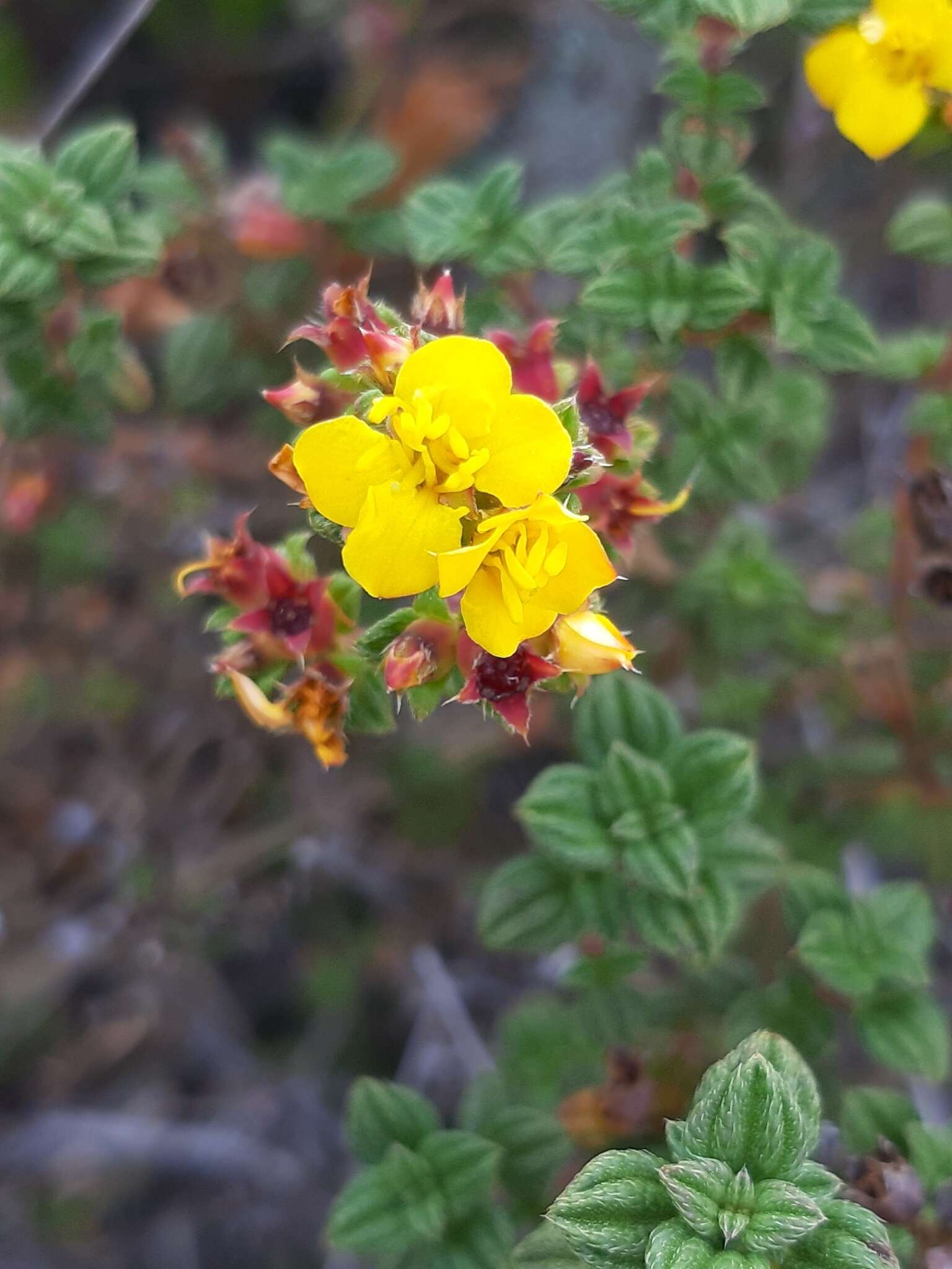 Image of Chaetolepis microphylla (Bonpl.) Miq.