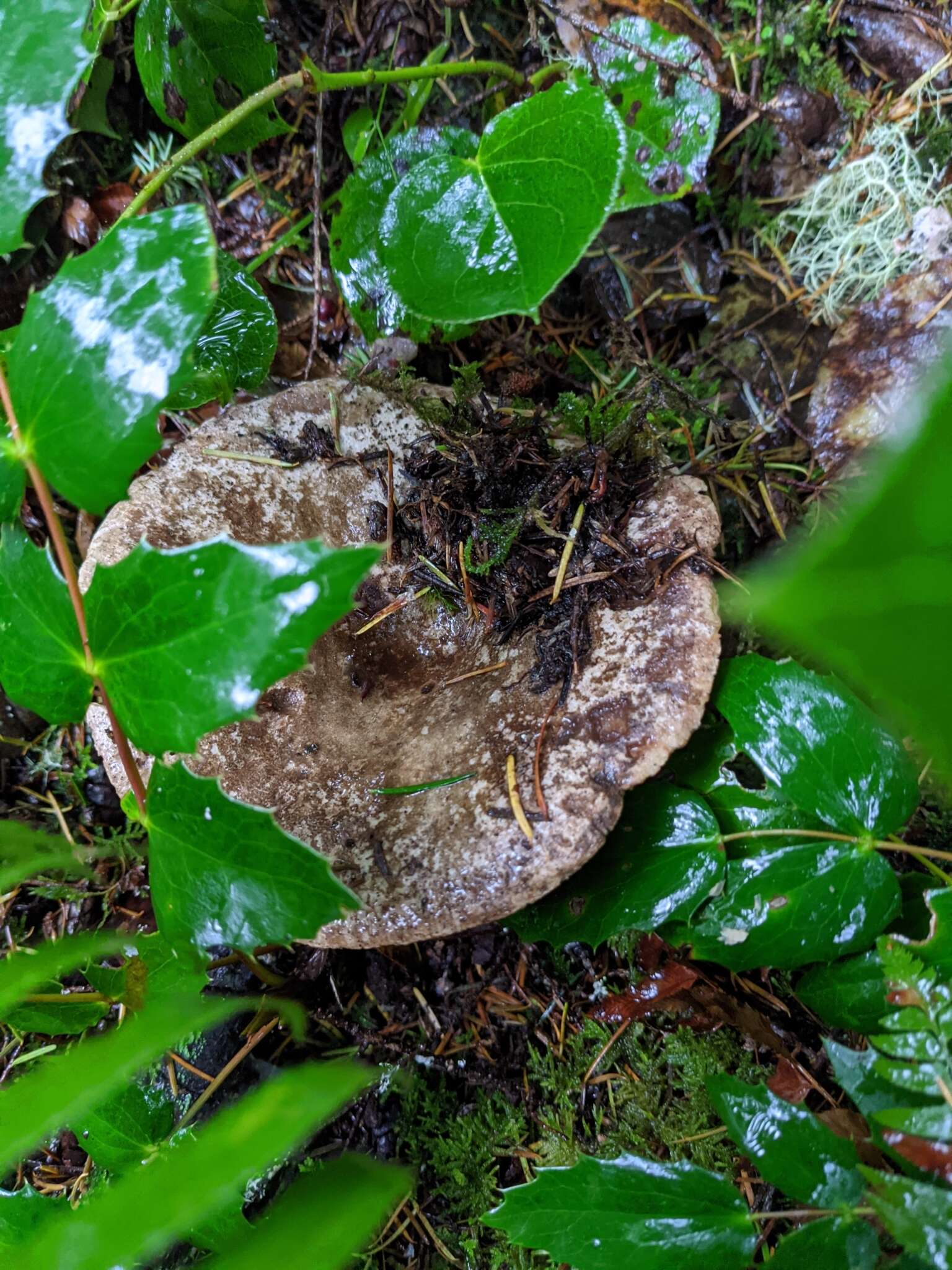 Image of Russula albonigra (Krombh.) Fr. 1874