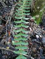 Image of Blechnum hastatum Kaulf.