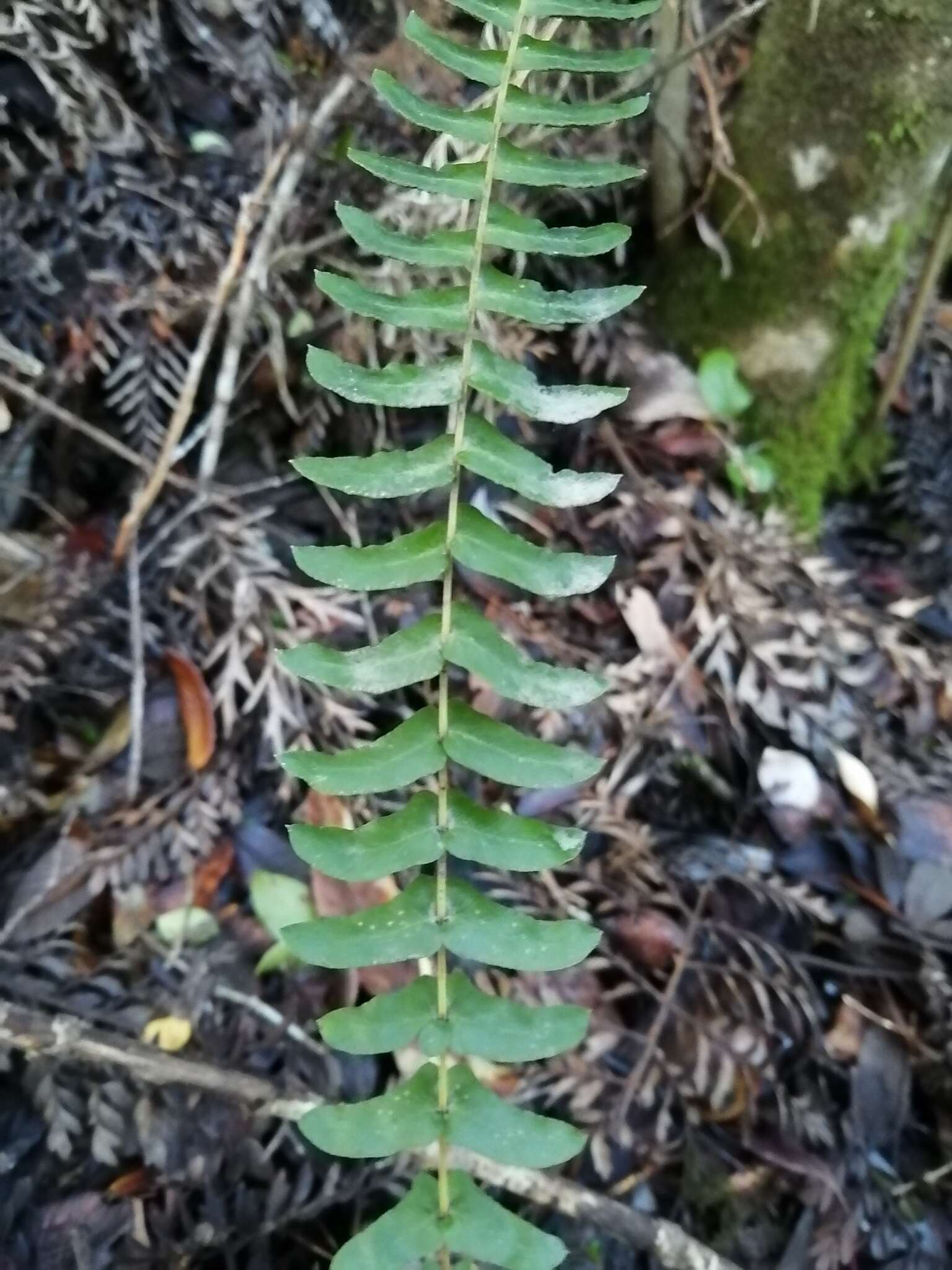 Sivun Blechnum hastatum Kaulf. kuva